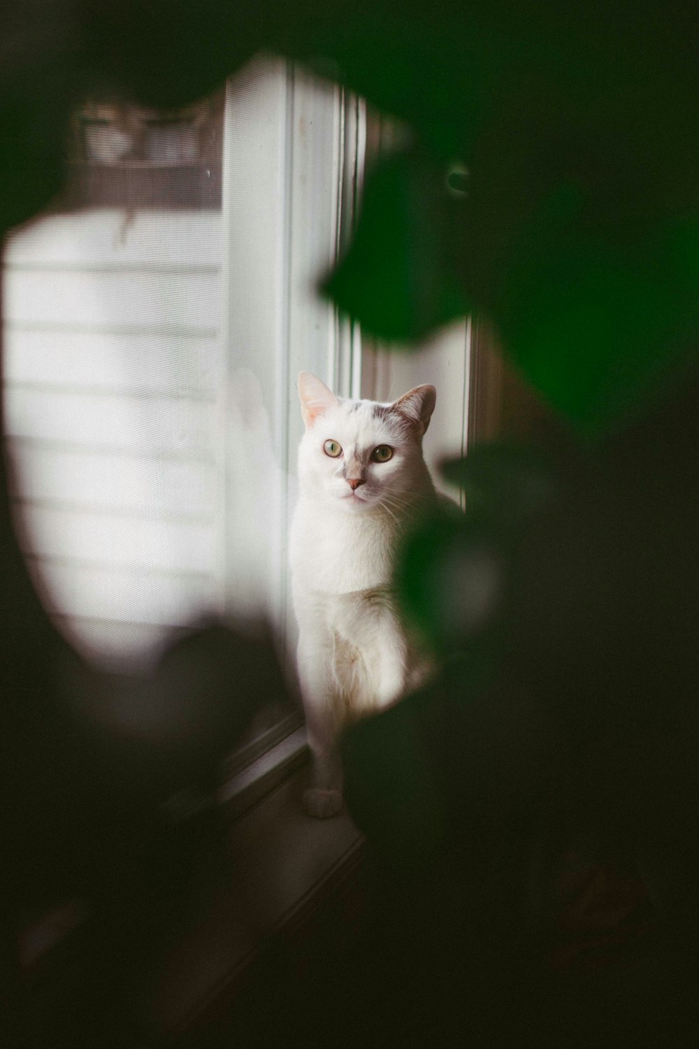 white cat sitting on window
