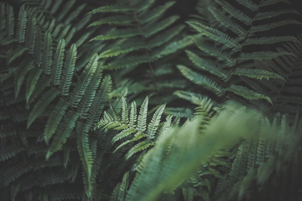 green fern plants