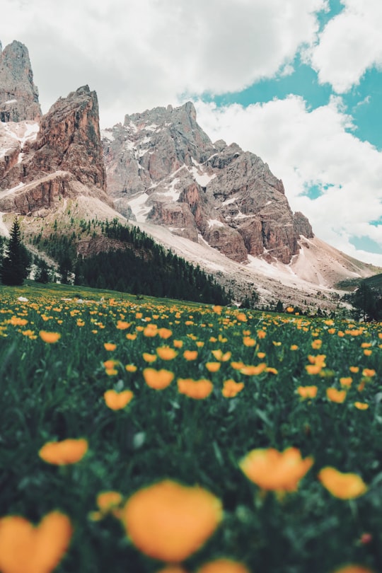 bed of orange flowers in Rolle Pass Italy