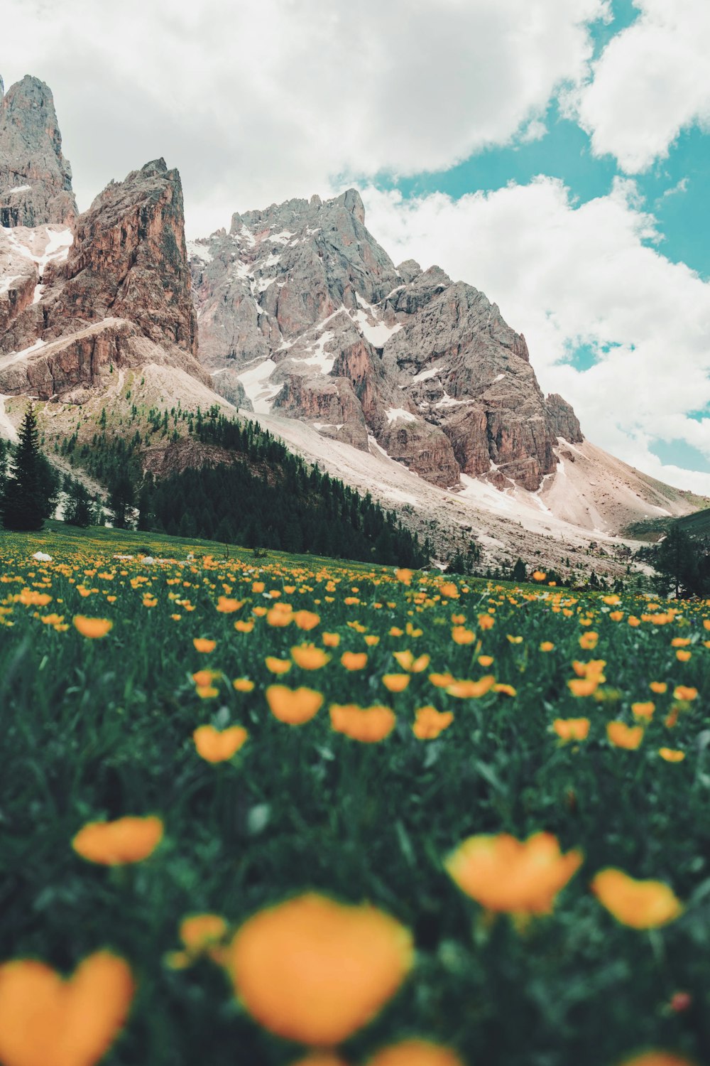 bed of orange flowers