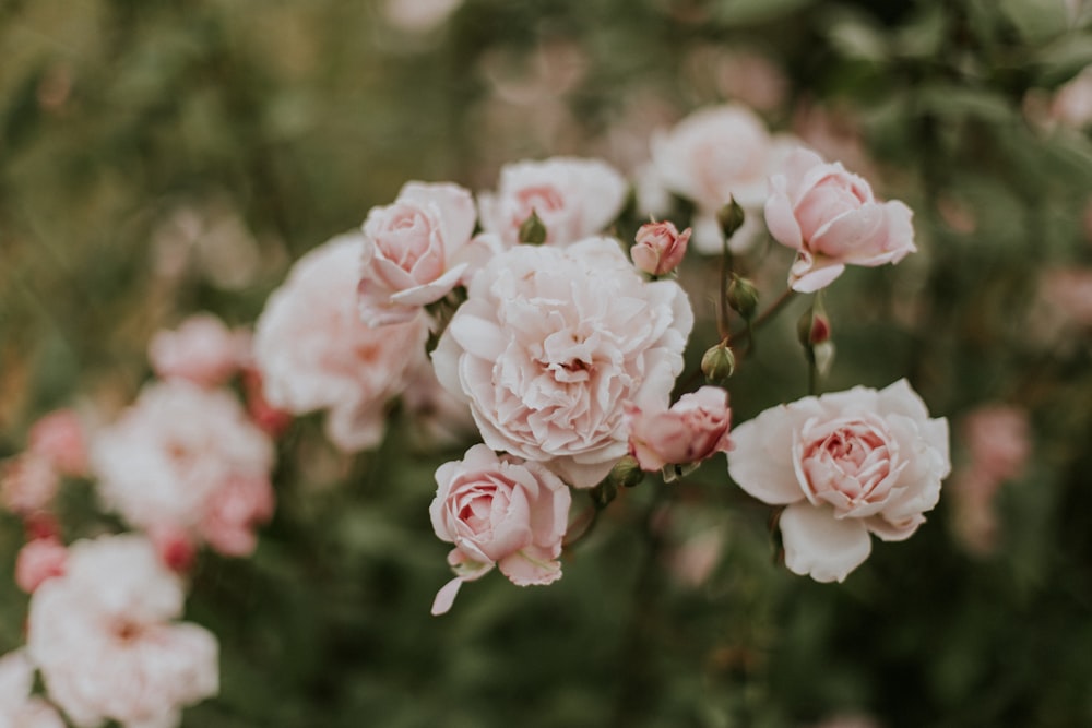 white-and-pink petaled flowers at daytime