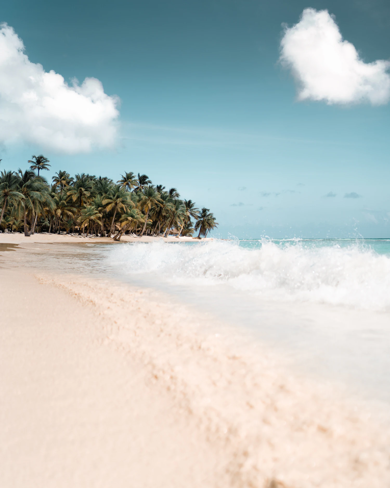 Palm trees above a pale beach and soft surf