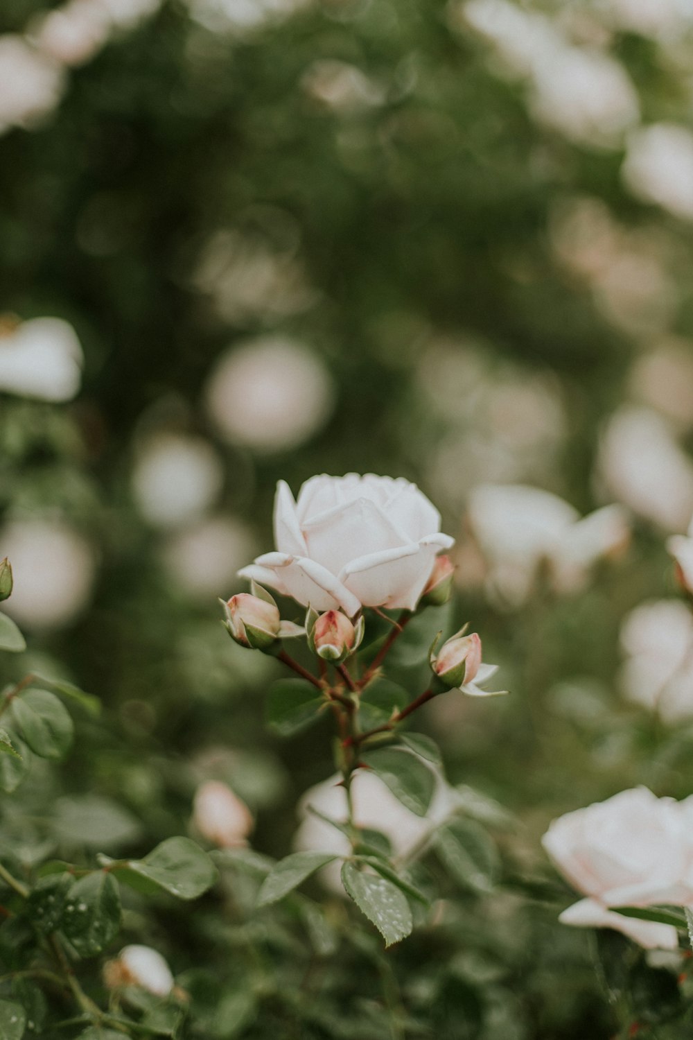 흰 꽃잎 꽃의 선택적 초점 사진