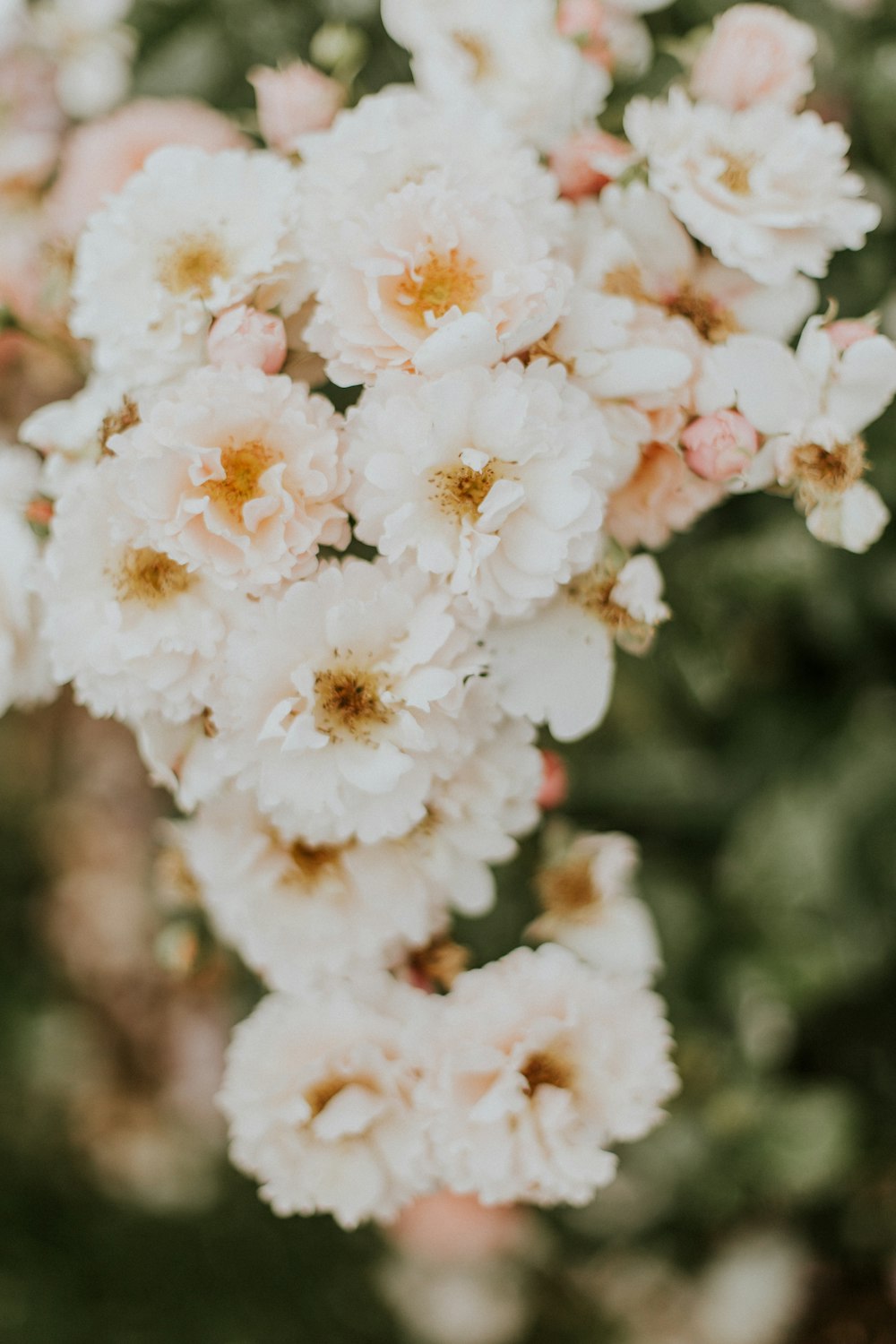 white petaled flowers