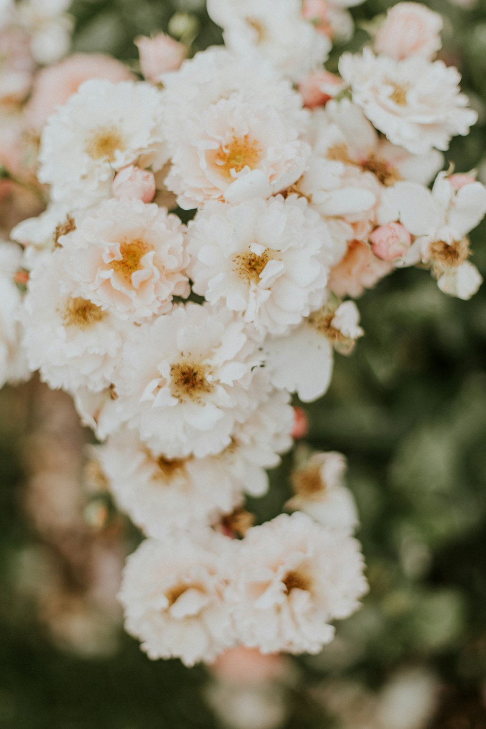 Flores brancas de pétalas