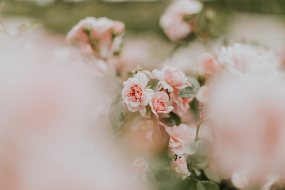 fleurs aux pétales roses