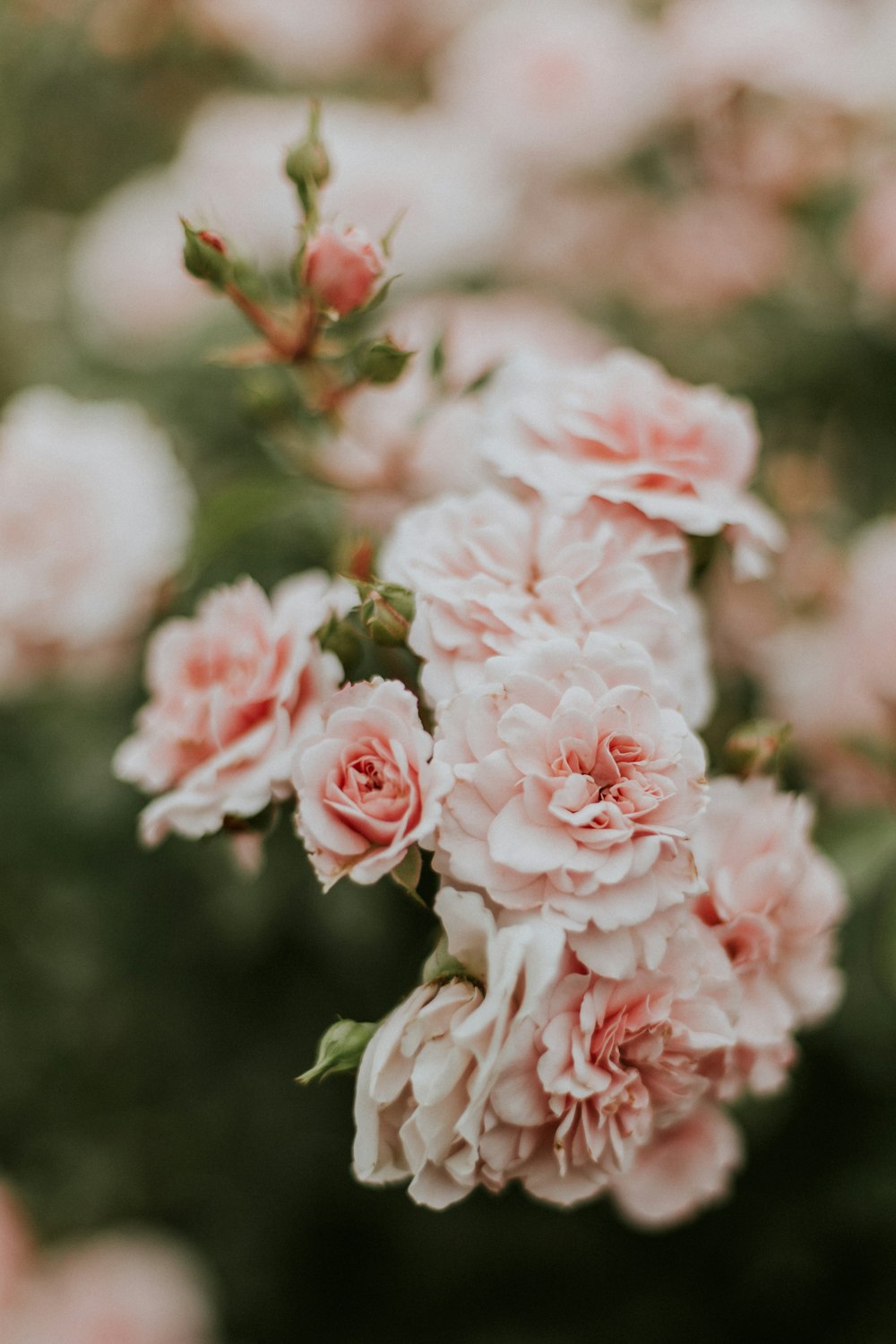 shallow focus photography of white and orange flowers