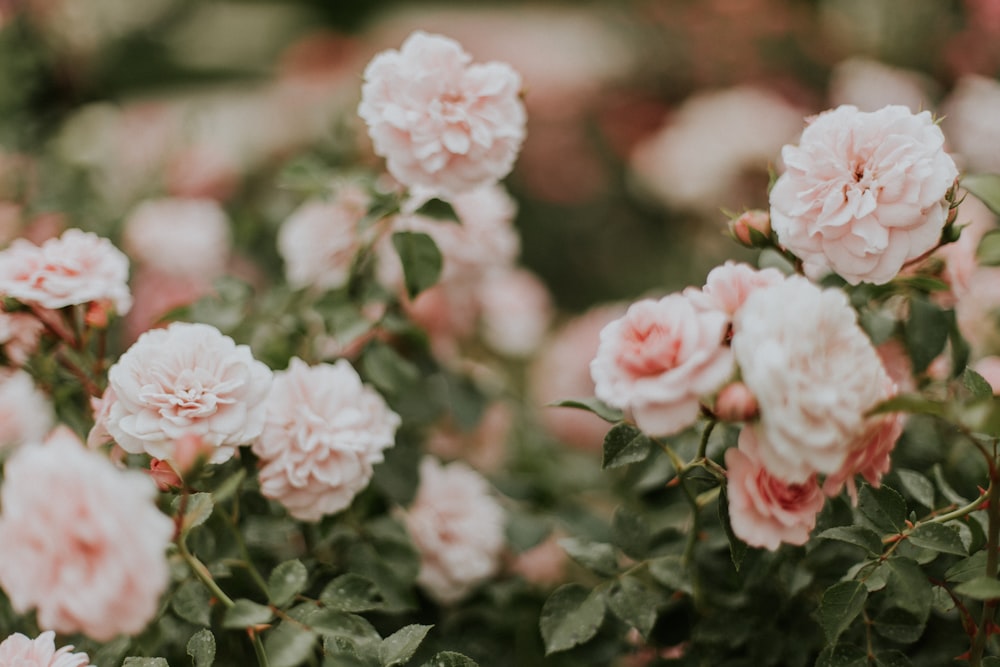 Fotografia de foco raso de rosas cor-de-rosa