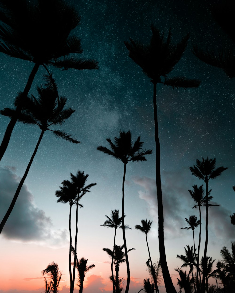 silhouette photography of coconut palm trees