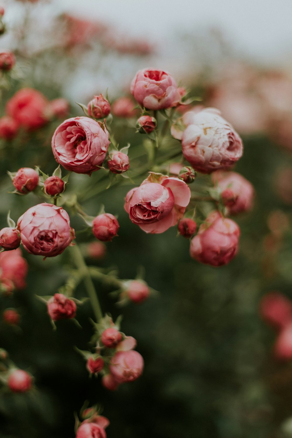 closeup photo of pink petaled flowers