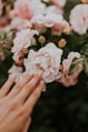 person holding white and pink clustered petaled flower