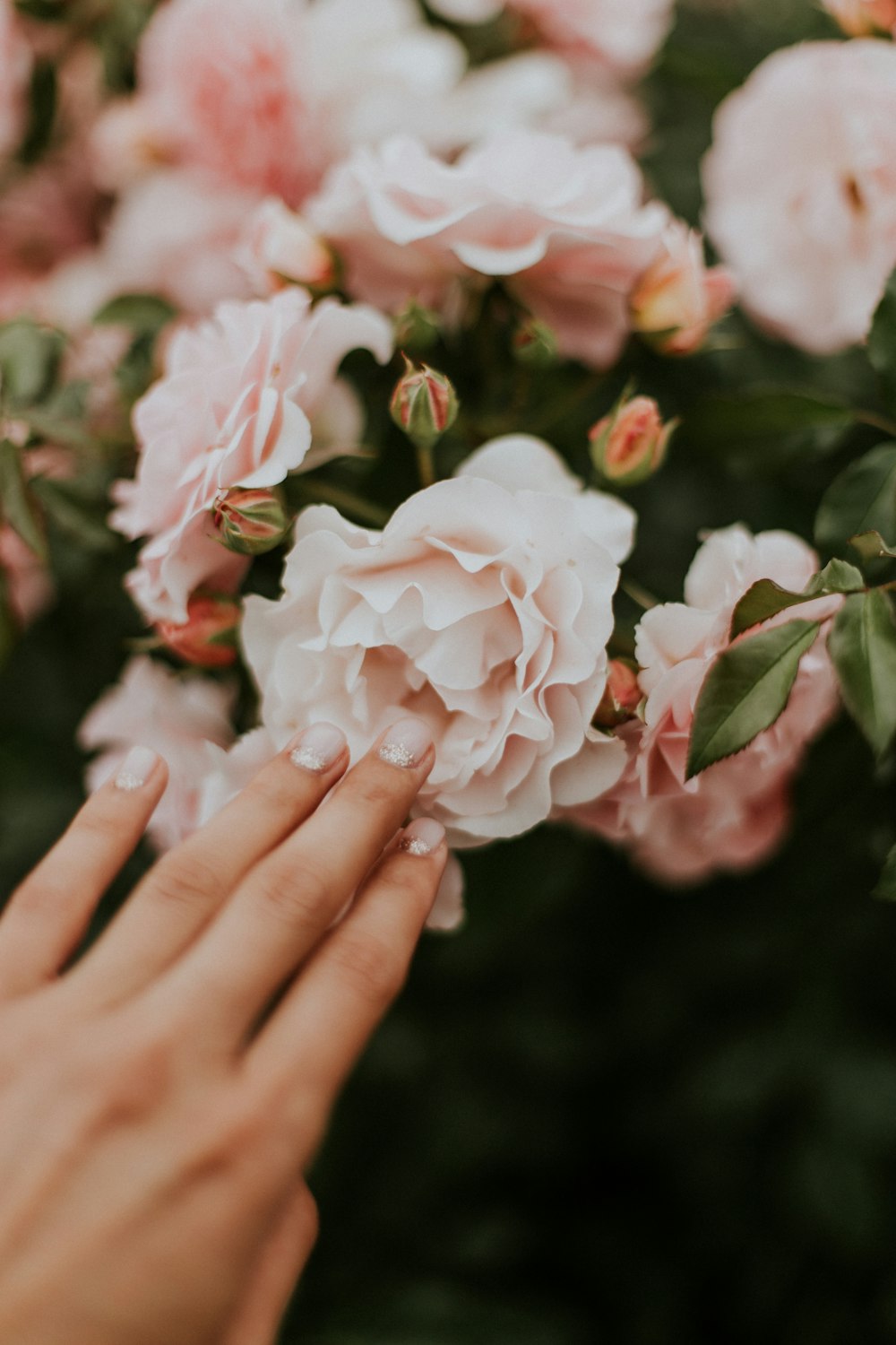 persona sosteniendo una flor de pétalos agrupados blancos y rosados