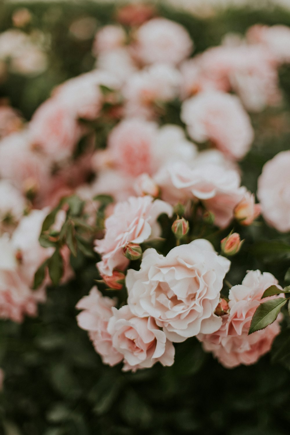 pink petaled flowers