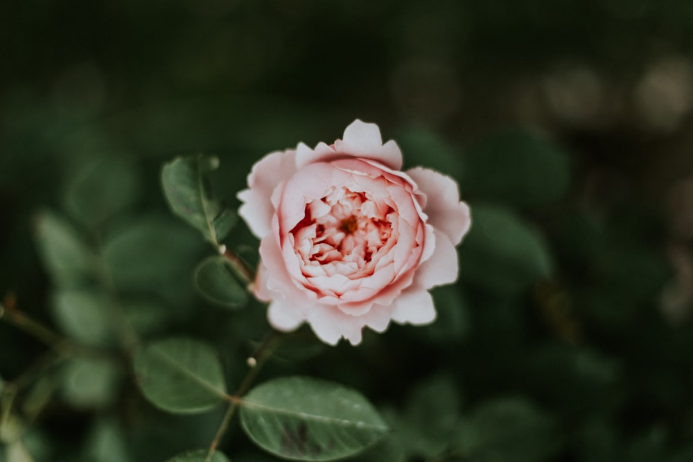 pink flower