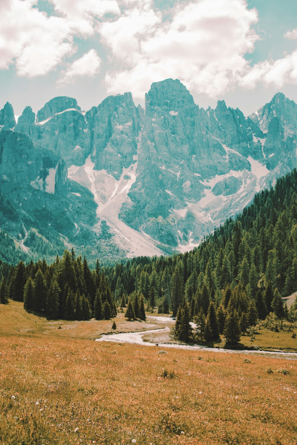 pine trees on open field during daytime