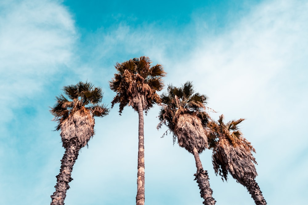 palm trees under blue sky