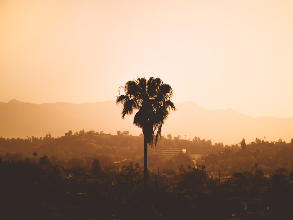 palm tree on sepia photography