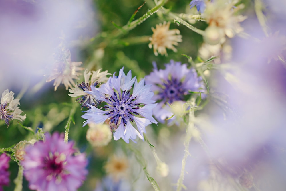 purple petaled flowers