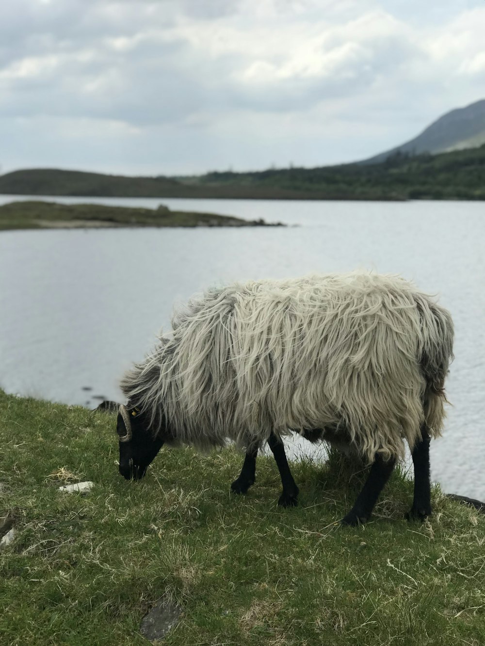 white and black sheep eating grass beside lake