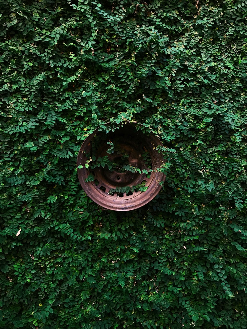 copper-colored vehicle wheel in wall covered with green leafed plants