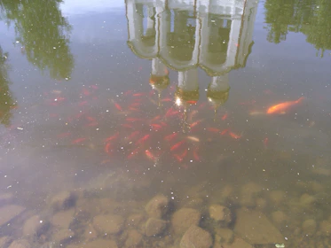 A serene pond at Freshnest Farms with healthy fish swimming, reflecting sustainable farming practices.