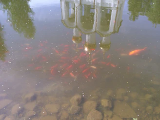 A serene pond at Freshnest Farms with healthy fish swimming, reflecting sustainable farming practices.