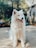 long-coated white dog