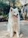 long-coated white dog