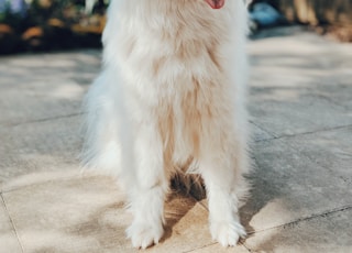 long-coated white dog