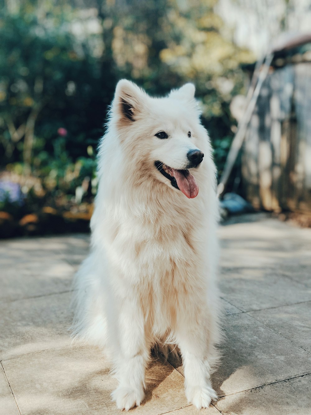 ロングコートの白い犬