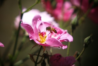 bee perched on flower in a Pollinator Garden