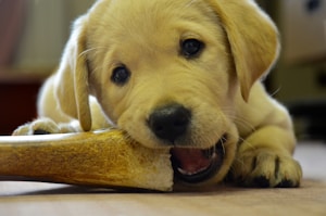 Pet Toothbrush