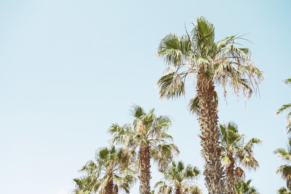 palm tree under clear sky during daytime