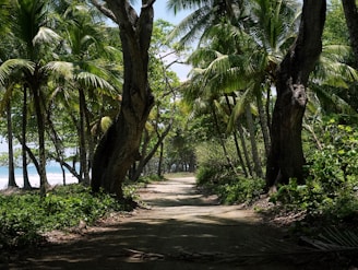 A serene walking trail lined with tropical trees winding through the gated community of Condominio Tucanes.