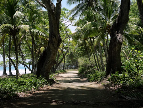 A serene walking path winding through blue zone-inspired landscaping with ocean views in the distance.