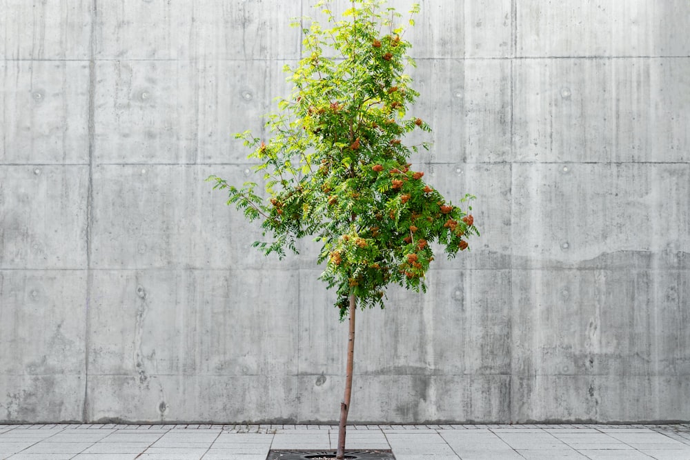 green leafed plant