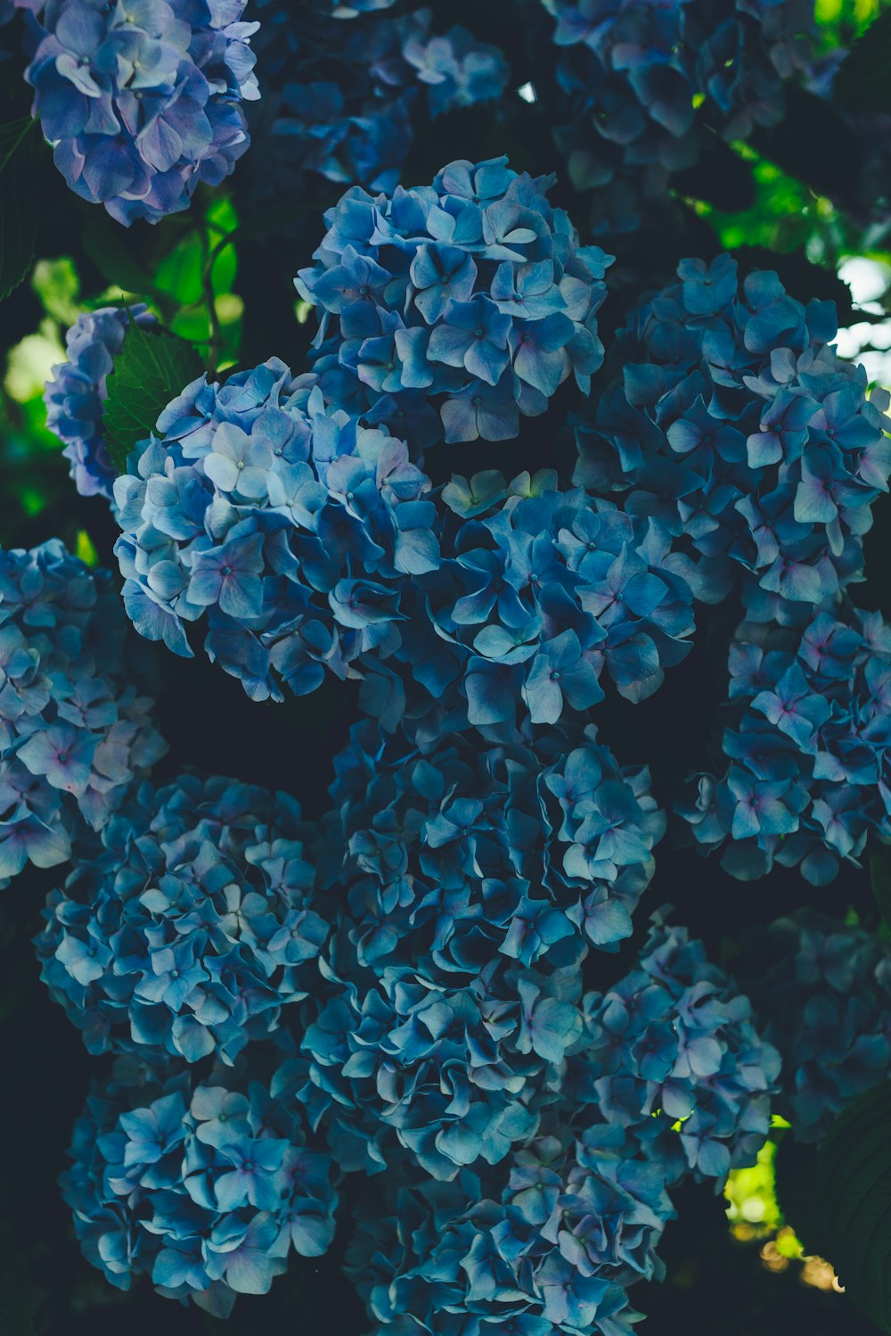 Flores de hortensias azules