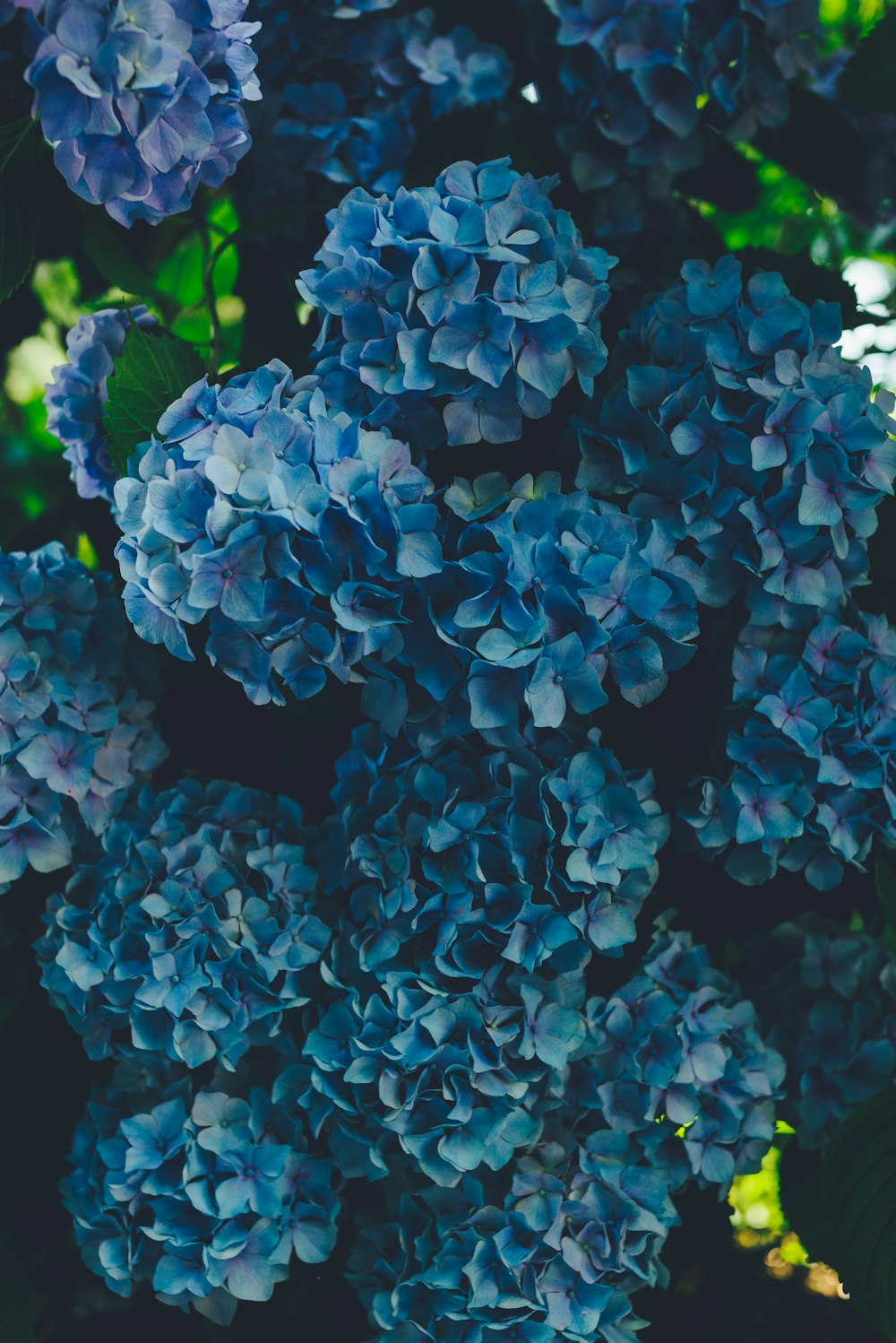Blaue Hortensien Blüten