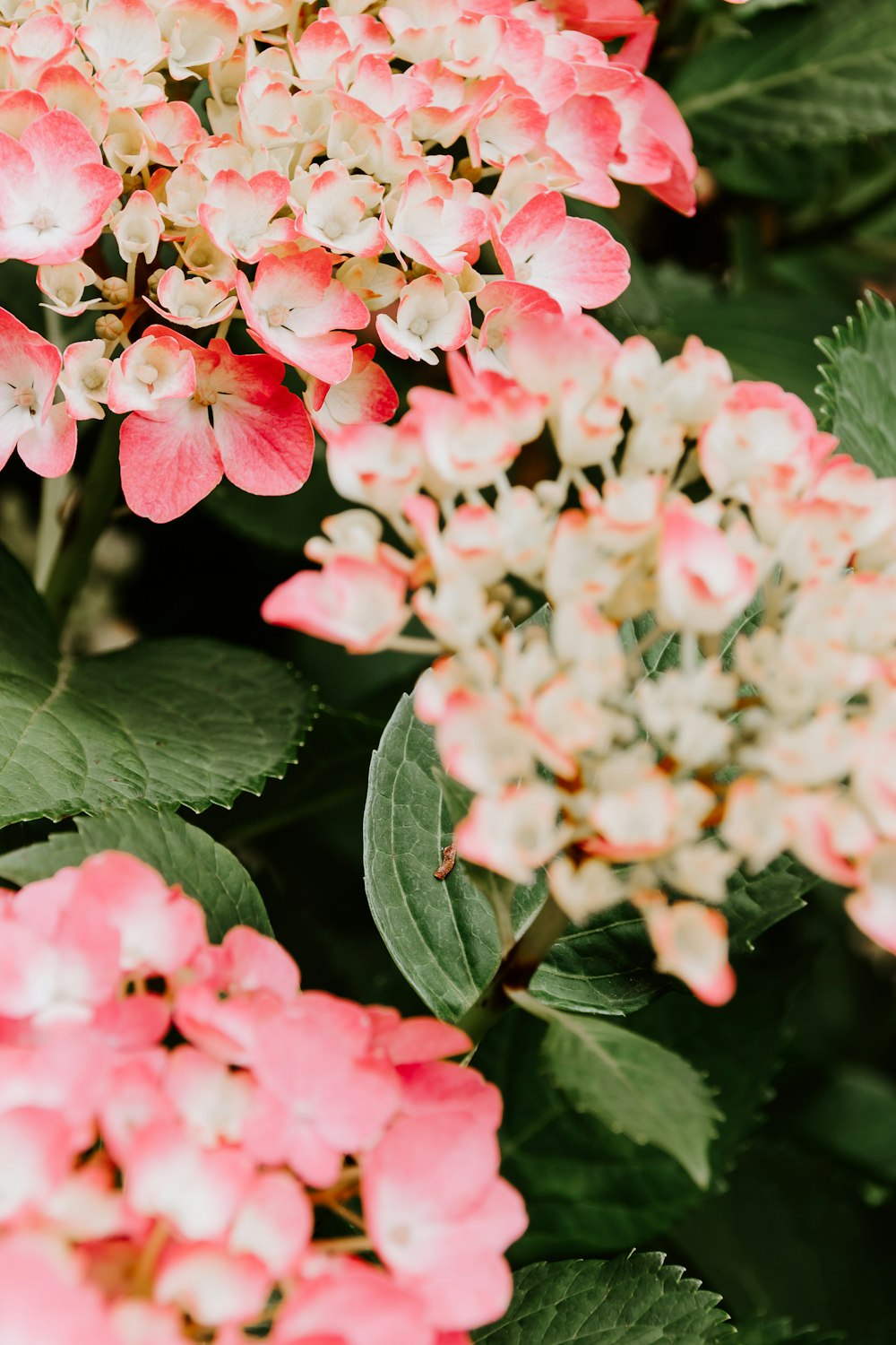 shallow focus photography of pink and white flowers