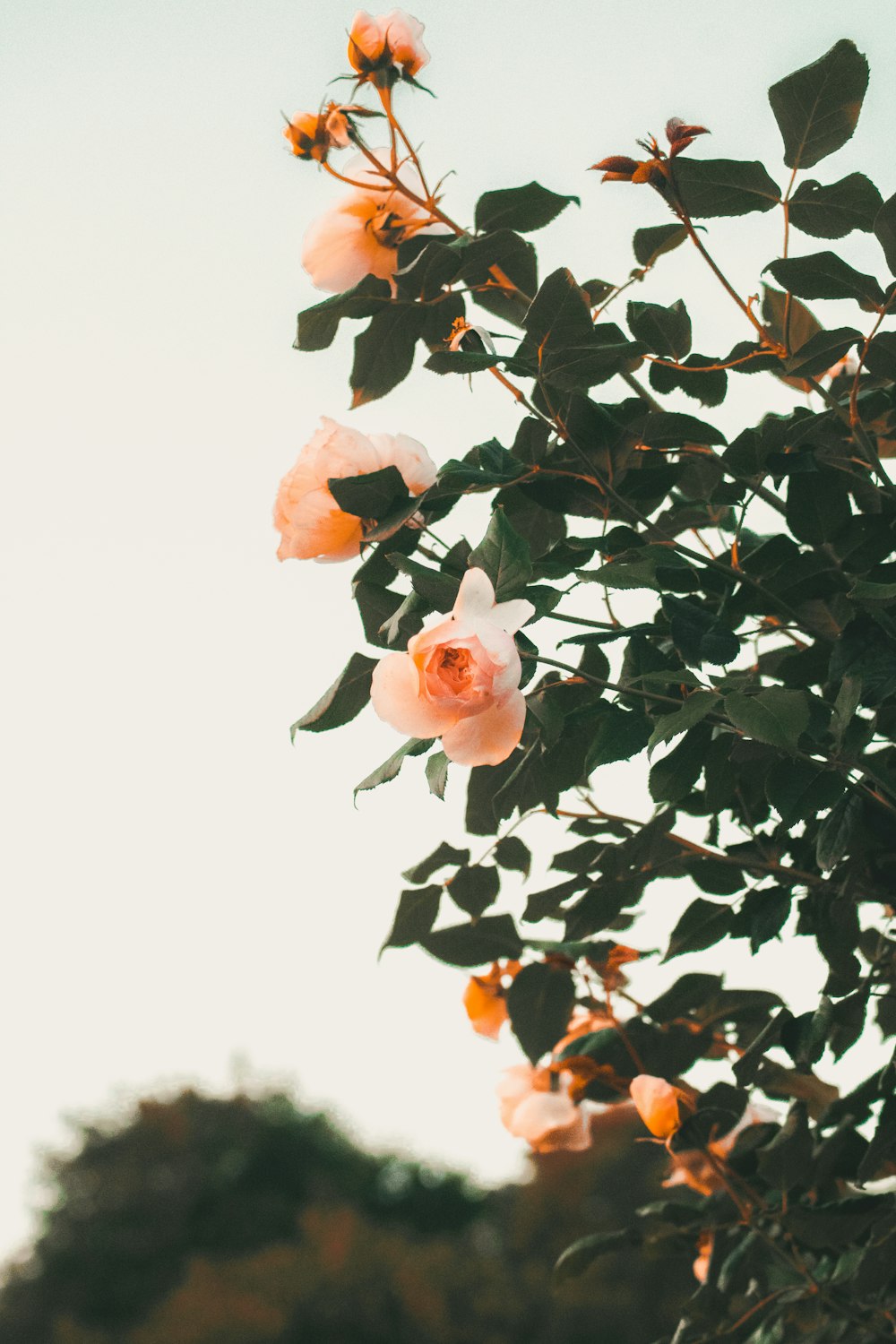 orange petaled flowers during daytime