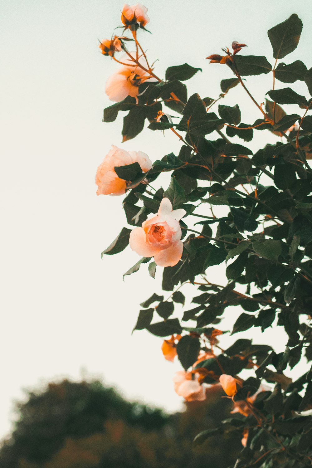 flores de pétalos anaranjados durante el día