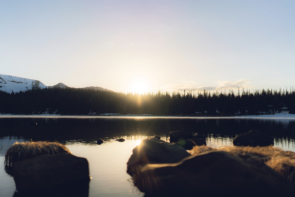 golden hour photo of forest