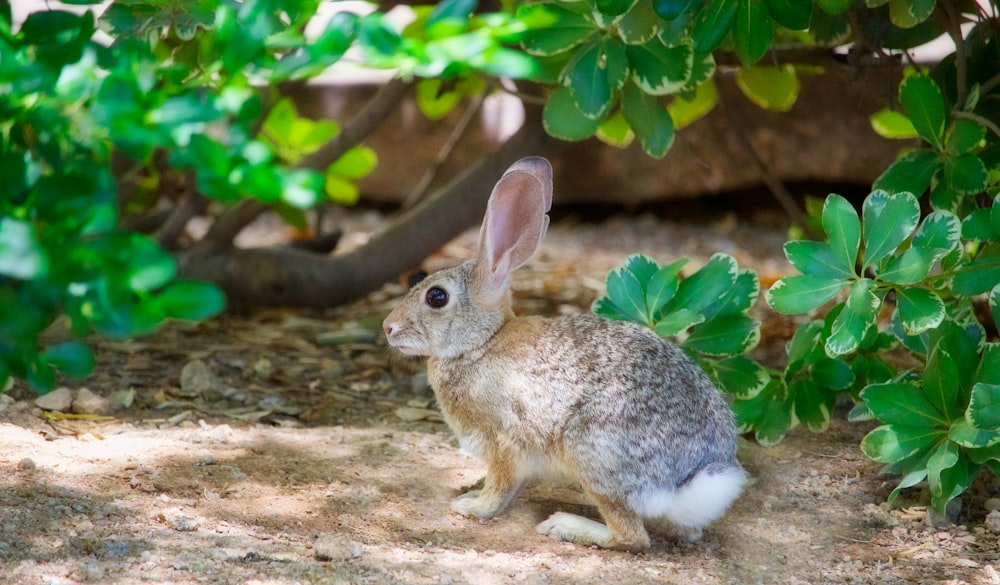 brown and grey rabbit beside green leaf plant