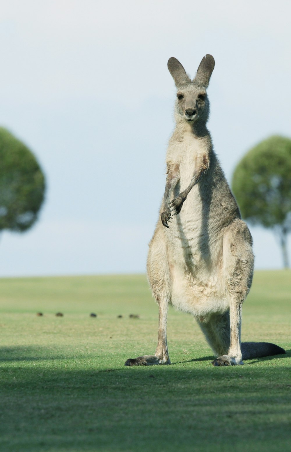 brown goat standing on green grass