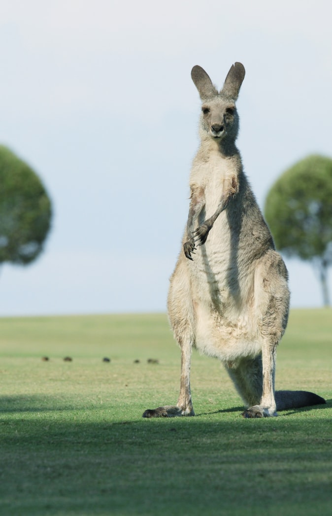 Behavior and ecology  Kangaroos