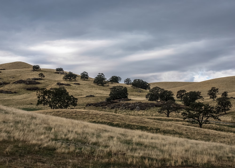 landscape photography of grass field with trees