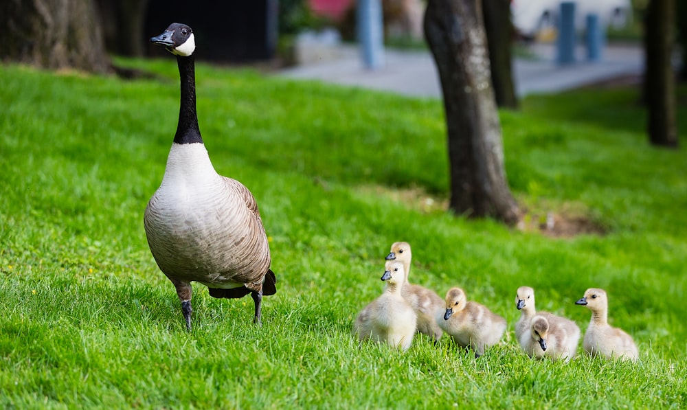 brown duck near ducklings