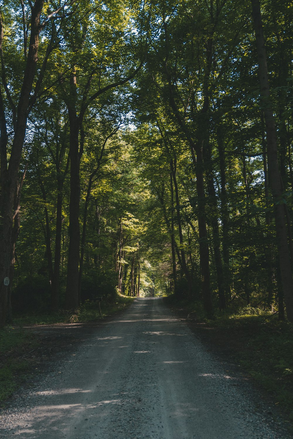 Photo d’une route entourée d’arbres pendant la journée