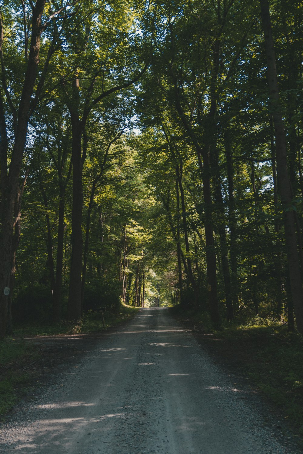 낮 동안 나무로 둘러싸인 도로의 사진