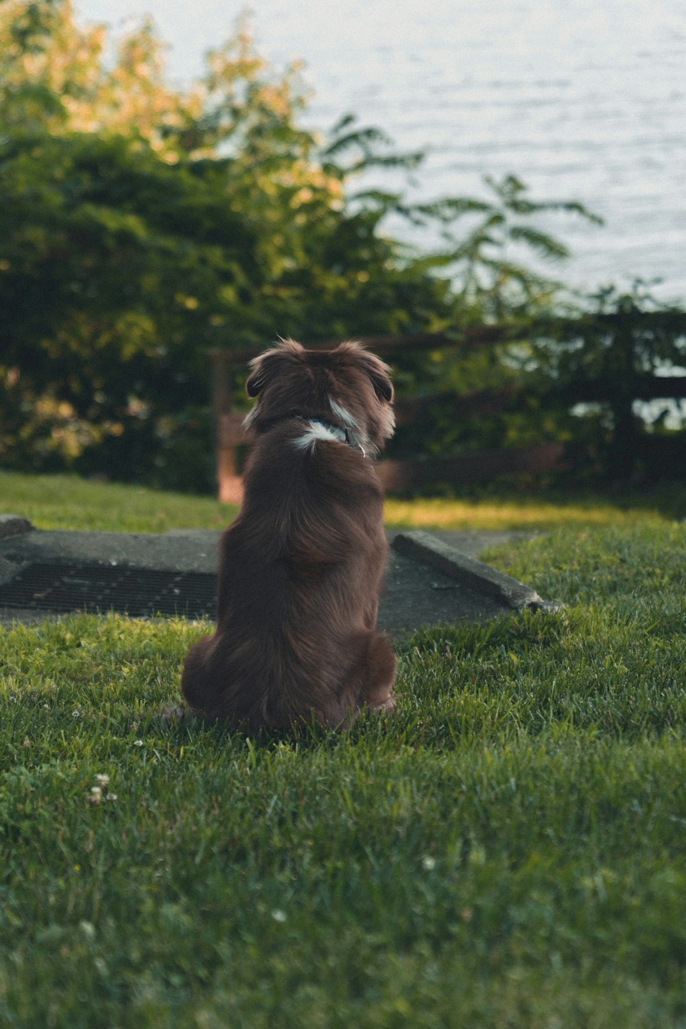 gray dog facing body of water